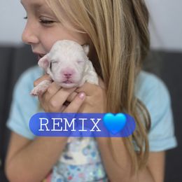 Remix - male Cavapoochon puppy in Whitehouse, Texas from Cavapoochon Central
