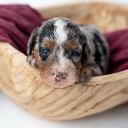 Ethel - Merle female Bernedoodle puppy in Lititz, Pennsylvania from Sleepy Hollow Acres