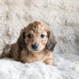 Jinx - Cream male Dachshund puppy in Liberty Hill, Texas from CTX Doxies