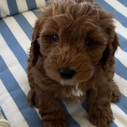 Boy 1 - male Cockapoo puppy in Amherst, Ohio from Cockapoo Companions