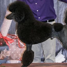 Poodles from Piccolo’s Poodles