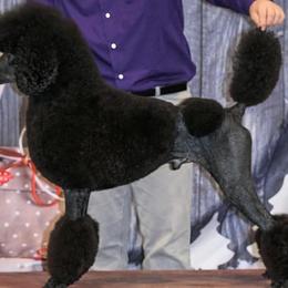 Poodles from Piccolo’s Poodles