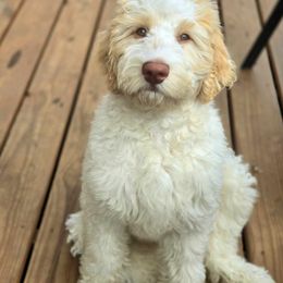 Labradoodle Puppies from Caldron Falls Doodles and Poodles