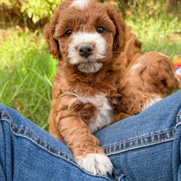 Reese - Red and white male Cockapoo puppy in Pledger, Texas from Sugarbear Cockapoos