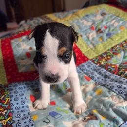 Male 1 - Tri-color male Jack Russell Terrier puppy in Ellendale, Delaware from Reynard Farm