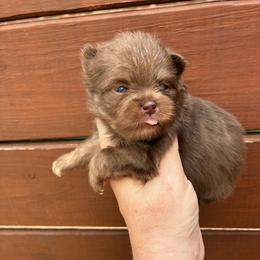 Duke - Chocolate and tan male Pomeranian puppy in Inola, Oklahoma from My Bella’s Pomeranians