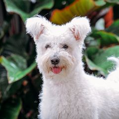 SANDY - Pumi
