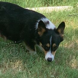 Velvet - Pembroke Welsh Corgi