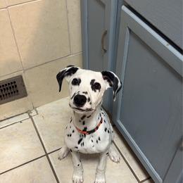 Tilly - White and black female Dalmatian puppy in Des Moines, Iowa from Spot Splattered Dalmatians