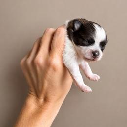 Soren - Black and tan parti male Pomeranian puppy in Paducah, Kentucky from Perennial Poms Pomeranian Breeder