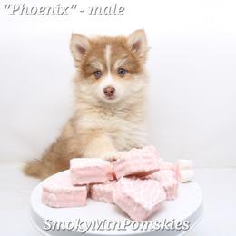 Phoenix SALE 3300 - Chocolate male Pomsky puppy in Christiana, Tennessee from Smoky Mountain Pomskies