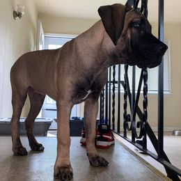 Boerboels from BadLand Kennels