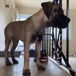 Boerboels from BadLand Kennels