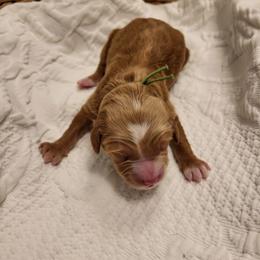 K-Green Boy - Red  male Goldendoodle puppy in Lewisville, Texas from Texas Goldendoodle Lovers