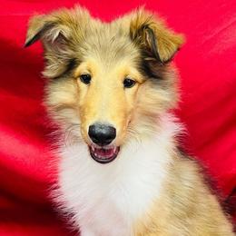 Bonnie - Sable female Collie puppy in Groveland, Florida from Palmhaven Collies