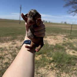 Girl 1 - Dapple female Dachshund puppy in Rising Star, Texas from Boring Weenies