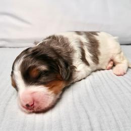 Coral - Tri-color female Bernedoodle puppy in Bowling Green, Ohio from Windy Creek Doodles