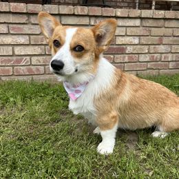 Mandy - Pembroke Welsh Corgi