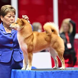 Cody - Shiba Inu