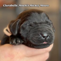 Clarabelle - Black female Labrador Retriever puppy in Owosso, Michigan from Bennington Retrievers