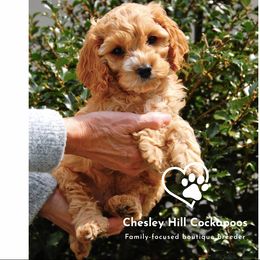 Cockapoo Puppies from Chesley Hill Cockapoos