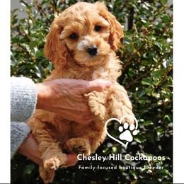 Cockapoo Puppies from Chesley Hill Cockapoos