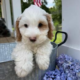 Freddy - Tri-color male Cavapoo puppy in Bozrah, Connecticut from Cedar Creek Farms