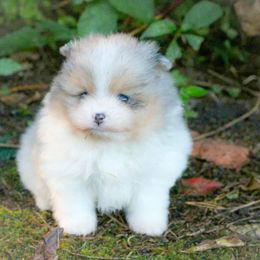 Oaken - Blue merle male Pomeranian puppy in Bremen, Indiana from AMS Pomeranians and Pomskies in Indiana