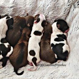 Poodle and Yorkshire Terrier Puppies from Effervescent-Pooches