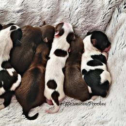 Poodle and Yorkshire Terrier Puppies from Effervescent-Pooches