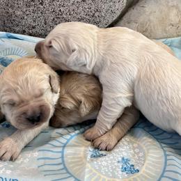 Reserved - Light golden male Golden Retriever puppy in Douglas, Wyoming from White River Retrievers