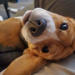 Hope - Beagle