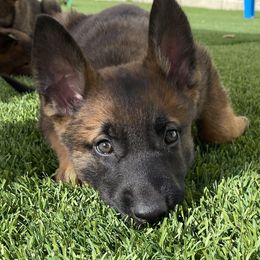 Belgian Malinois Puppies from Care 2 Protect