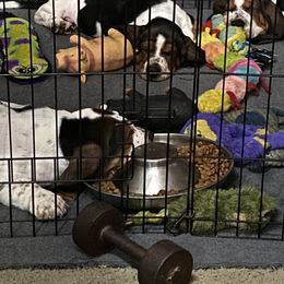 Basset Hound Puppies from 5th Day Farm