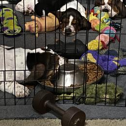 Basset Hound Puppies from 5th Day Farm