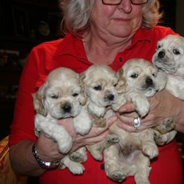 Cocker Spaniel Puppies from Lomapoint Cockers