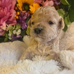 Lincoln - Blenheim male Cavapoo puppy in Gunnison, Utah from Curls and Camo Pups