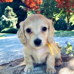 Dachshund Puppies from Northwest Dachshunds