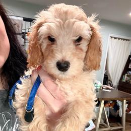Bowie - Cream male Cockapoo puppy in Denver, Pennsylvania from Greenview Puppies