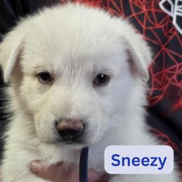Boy 7 - male German Shepherd puppy in Tonopah, Nevada from Mercy's White Shepherds