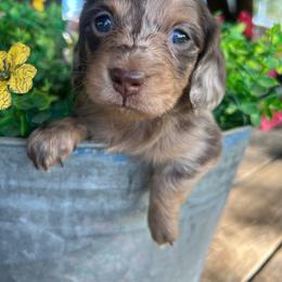 Chocolate dapple girl two - Dapple female Dachshund puppy in Payette, Idaho from NT Mini Doxies