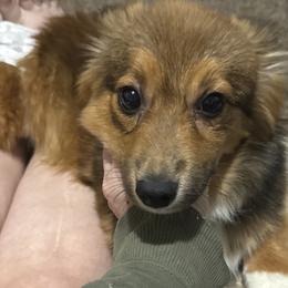 Aspen - Pembroke Welsh Corgi