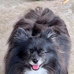 Mia - Pomeranian