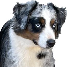 Fresca - Miniature American Shepherd
