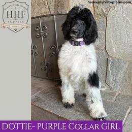 DOTTIE - Black and White Parti - Parti female Poodle puppy in Charlo, Montana from Heavenly Hilltop Farm