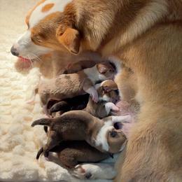 Pembroke Welsh Corgi Puppies from Tran's CorgiLand