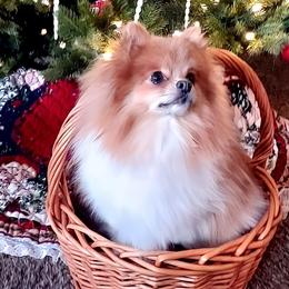 Pomeranian Puppies from Jaime's Pomeranians