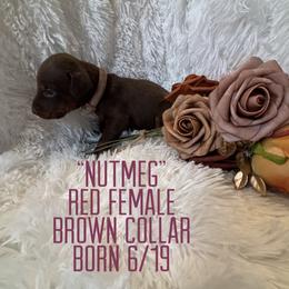 Nutmeg - Red and rust female Doberman Pinscher puppy in Wellington, Ohio from Jessie (TDD, llc)