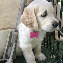 Golden Retriever Puppies from Bennett Goldens