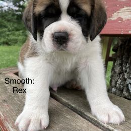 Saint Bernard Puppies from Mount Krumpit Saints